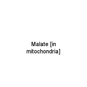 Malate [in mitochondria]
